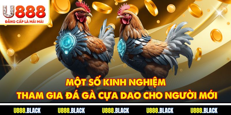 Một số kinh nghiệm tham gia đá gà cựa dao cho người mới